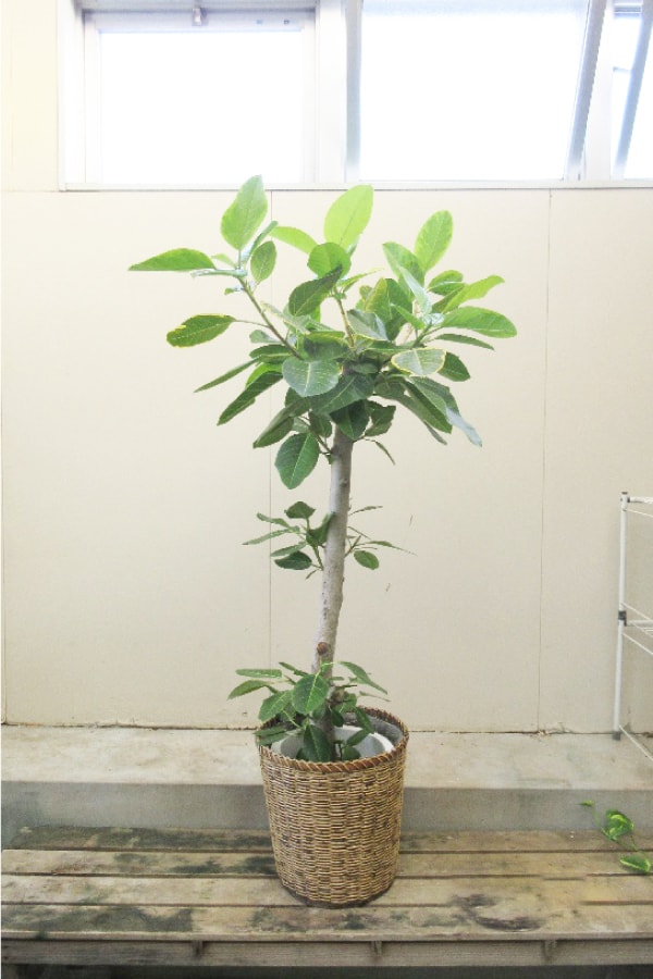 観葉植物