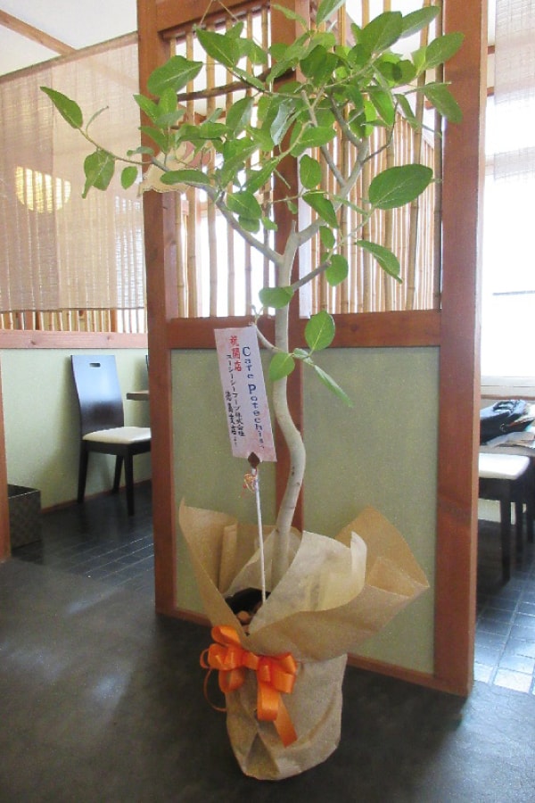 観葉植物