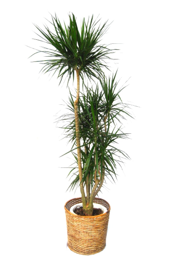観葉植物