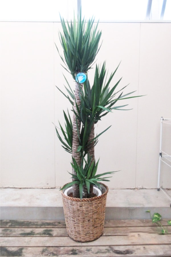 観葉植物