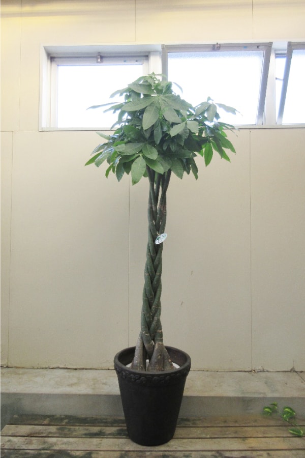 観葉植物
